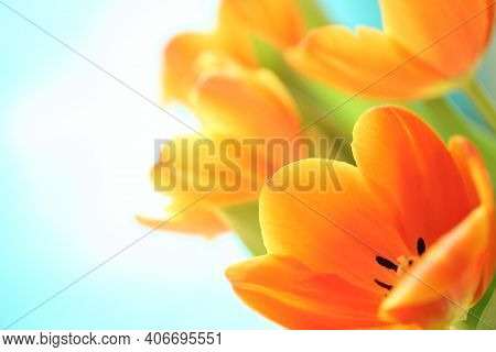 Colorful Tulips. Tulips. Beautiful Tulips In Spring. Colorful Tulips. Tulips In The Garden. Beautifu