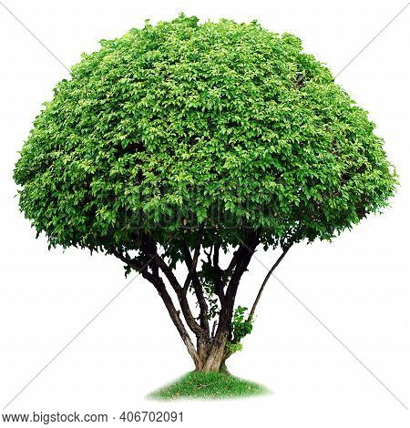 Tree. Tree Logo. Tree Logo Vector. Tree Icon Vector. Tree Icon. Tree Logo. Decorative Tree Logo. Tre