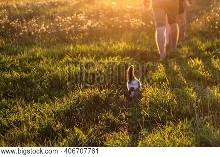 Happy Life. Harmony Green Grass Background With Sun Beam. Bright Natural Bokeh. Rear View Of Cropped