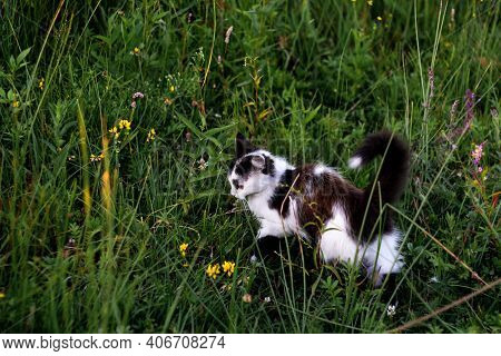 Black And White Cat. A Small Black And White Kitten Sits In The Grass On The Lawn Among The Wildflow