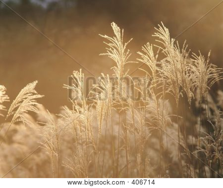 Eulalia i naturen