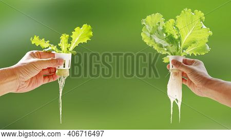 Hand Of Young Man Holding Hydroponic Pot With Vegetable Seedling Growing On Sponge Isolated On Blurr