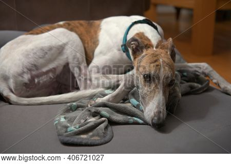 An Adopted Rescue Dog Curls Up With Her Paw Patterned Blanket On A Grey Dog Bed. White And Brindle C