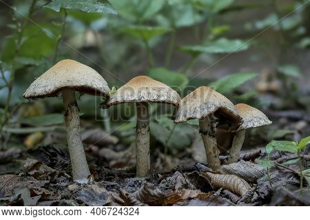 Lacrymaria Lacrymabunda Is A Species Of Fungus In The Family Psathyrellaceae. , An Intresting Photo