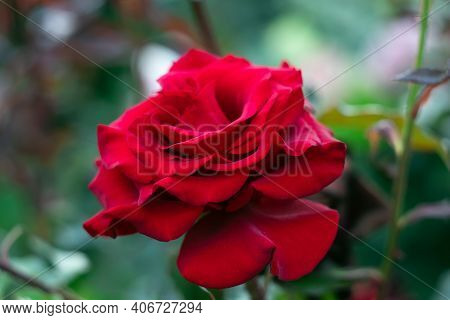 Red Rose Close-up In Garden. Rosebush, Nature Background. Bright Summer Floral Wallpaper. Flower Dec