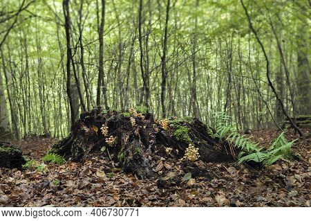 The Sulphur Tuft (hypholoma Fascuiculare) Is A Poisonous Mushroom , An Intresting Photo