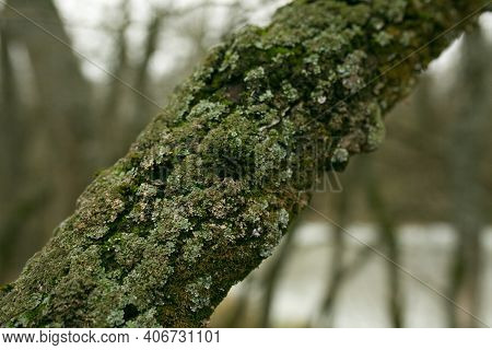 Green Lichen On The Bark Of A Tree. The Trunk Of The Tree Is Affected By Lichen. Moss On A Tree Bran