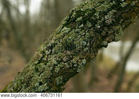 Green Lichen On The Bark Of A Tree. The Trunk Of The Tree Is Affected By Lichen. Moss On A Tree Bran