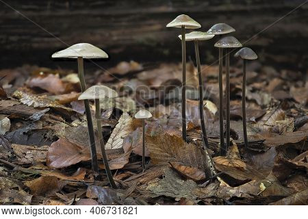 The Garlic Parachute (mycetinis Alliaceus) Is An Edible Mushroom , An Intresting Photo