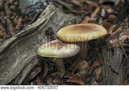 Tricholomopsis Rutilans, Known By The Unusual But Apt Common Name Of Plums And Custard Or, Less Comm