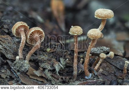 The Felted Twiglet (tubaria Conspersa) Is An Inedible Mushroom , An Intresting Photo