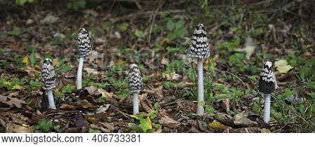 The Magpie Fungus (coprinopsis Picacea) Is An Inedible Mushroom , An Intresting Photo