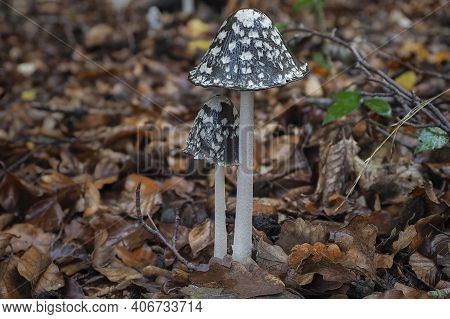 The Magpie Fungus (coprinopsis Picacea) Is An Inedible Mushroom , An Intresting Photo