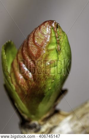 Bud Of A Plant That Is Growing In Late Winter.