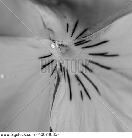 Macro Of A Yellow Viola With Drops Of Water Inside.