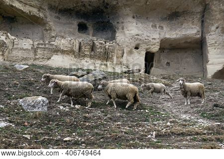 Flock Of Sheep Grazes On A Sparse Mountainside With An Abandoned Medieval Cave Town In The Backgroun
