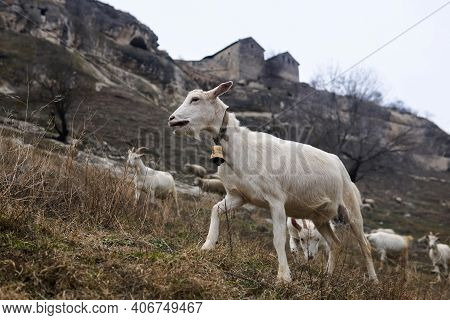 Goats Graze On A Mountainside With A Ruined Medieval Cave City In The Background