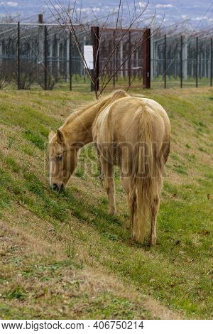 Costermano Sul Garda, Italy - 01 05 2021: Brown Horse In A Meadow Near A Vineyard.