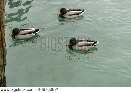 Wild Duck Of Lake Garda In Winter. Low Temperatures Make Them Slow And Quieter.