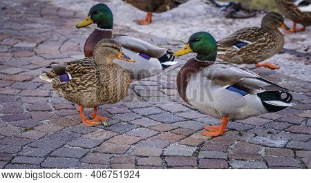 Duck On The Shores Of Lake Garda Resting In Winter.