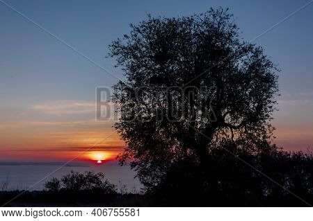 Olive Tree At Sunset On The Hills Of Bardolino.