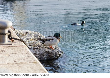 Ducks In Winter Seeking The Warmth Of The Sun.