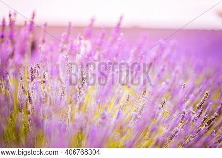 Artistic Nature Closeup, Summer Sunset Floral Background, Blur Bokeh Nature. Abstract Romance Nature