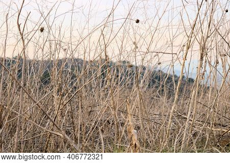 Parched Plants Caused From A Prolonged Drought Taken On A Rural Field At An Arid Hillside In The Sou