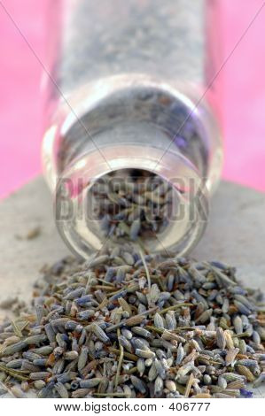 Lavendel