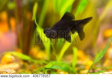 Carassius Gibelio Forma Auratus, Aquarium Black Telescope.