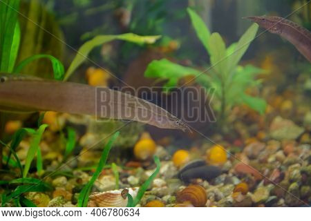 Macrognathus Is A Genus Of Eel-like Fish From The Family Mastacembelidae.