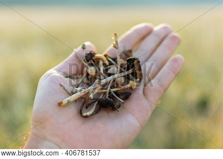 Psilocybin Mushrooms In Hand. Hallucinogenic And Psychedelic Substances. Psilocybe Semilanceata. Dru