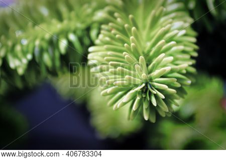 Closeup Of The Needle Tips On A Fir Tree