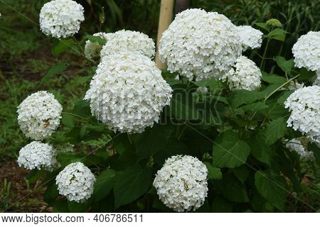 Annabelle Hydrangea (smooth Hydrangea) Is A Hydrangeaceae Deciduous Shrub That Is Native To The Unit