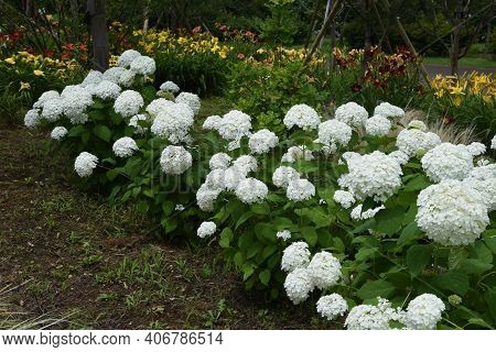 Annabelle Hydrangea (smooth Hydrangea) Is A Hydrangeaceae Deciduous Shrub That Is Native To The Unit