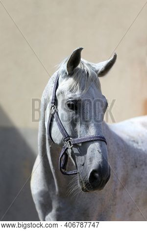 Face Of A Purebred Gray Horse. Portrait Of Beautiful Gray Mare. A Head Shot Of A Single Horse. Grey 