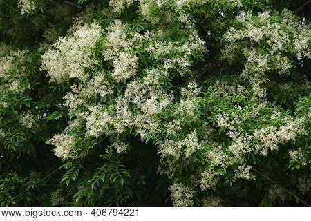 Fraxinus Griffithii Is An Oleaceae Evergreen Tree That Produces Many Small White Flowers From May To