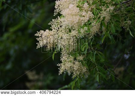 Fraxinus Griffithii Is An Oleaceae Evergreen Tree That Produces Many Small White Flowers From May To