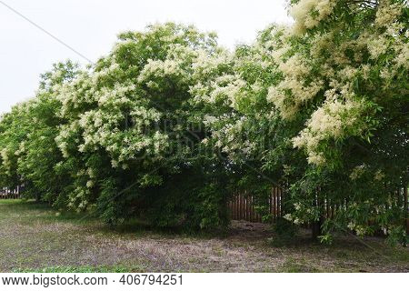 Fraxinus Griffithii Is An Oleaceae Evergreen Tree That Produces Many Small White Flowers From May To