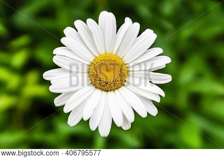 Macro Of White Mayweed Flower Over Blurred Green Grbackground.