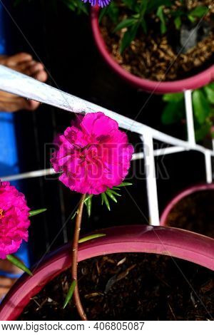 Rose Moss Is An Ornamental Plant Belonging To The Portulacaceae Family