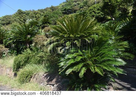 Japanese Sago Palm (cycas Revoluta) / Cycadaceae Evergreen Shrub
