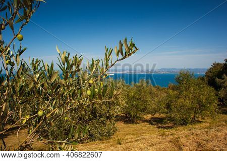 Close Up Of Green Istrian Olives On A Branch, Strunjan. Slovenia