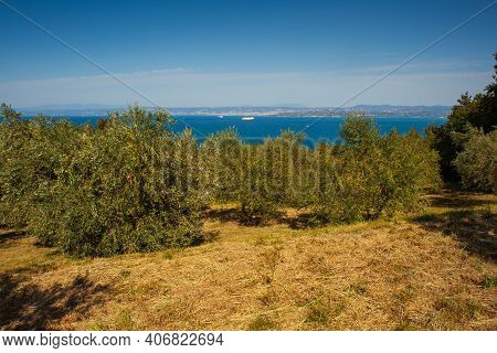 View Of Olive Groove Next To The Adriatic Sea In Strunjan, Slovenian Istria