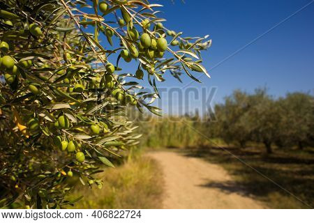 Close Up Of Green Istrian Olives On A Branch, Strunjan. Slovenia