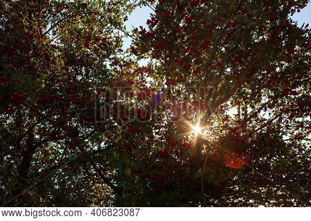 View Of The Red Berries Of A Common Hawthorn On Twigs
