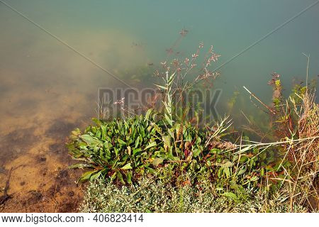 View Of A Pond In The Nature Reserve Of Strunjan, Slovenia