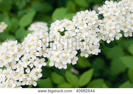 witte Spirea in een tuin