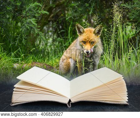 Digital Composite Image Of Beautiful Male Fox In Long Lush Green Grass Of Summer Field In Pages Of O