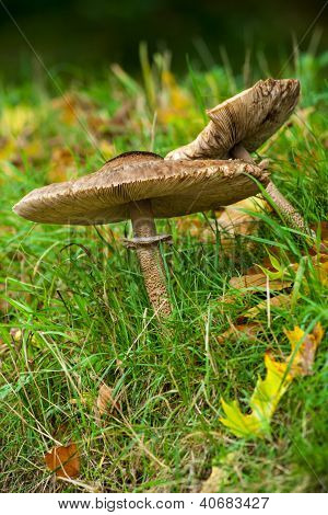 Deux champignons miel